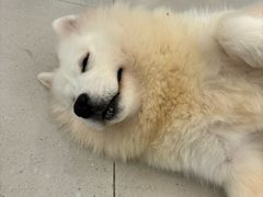 -安格丽娜·狗咖·猫咖羊驼咖(春熙路百盛商场店)