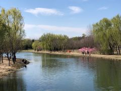 -大兴滨河森林公园