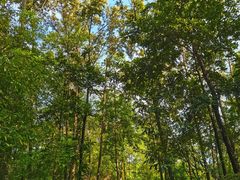 -神光山国家森林公园