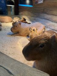 -Zoolung Zoolung动物主题公园(海信广场店)