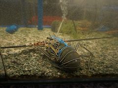 -Isla Sugbu Seafood City