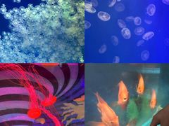 -海合安武汉极地海洋公园