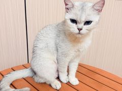 -唐小姐の私宠·宠物洗护美容·撸猫馆·购宠(周浦万达旗舰店)