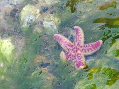 -日照灯塔风景区