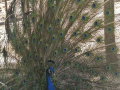 -石家庄市动物园