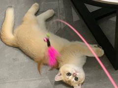 -lincat·猫舍(广州店)