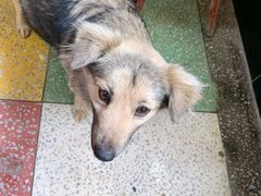 -小鱼草莓采摘园农家乐·小鱼餐厅