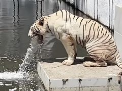 -栾川竹海野生动物园