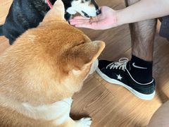 -柴犬高等学院·狗咖·柴犬售卖·宠物训练