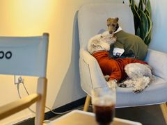 -Dinoo 片场咖啡(酒仙桥店)