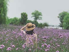 -鹅湖玫瑰文化园