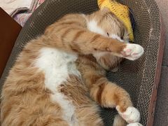 -中农大我爱我爱动物医院·核磁CT·猫病·24小时夜诊中心(石佛营店)