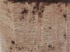 -小半有礼(天河南店)