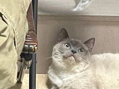 -瑞派康怡24h宠物医院·犬猫医疗中心·微创绝育(瑞景分院)