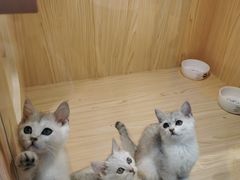 -屋虎猫馆(宝安大仟里店)