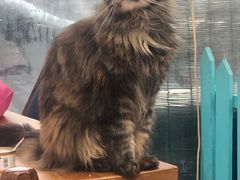 -猫小院猫主题咖啡厅(北锣店)