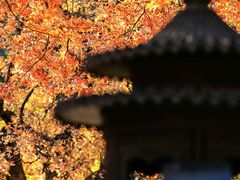 -香山公园