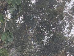 -野象谷景区