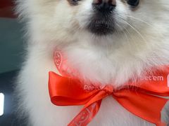 -宠物家(大兴旧宫店)