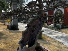 -上海醉白池公园