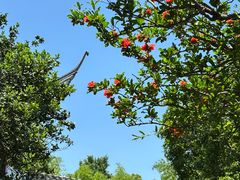 -秋霞圃