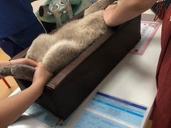 -伟伟宠物医院·瑞派猫友好医院·猫科(光谷店)