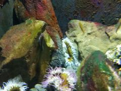 -凯莉-塔尔敦海洋生物水族馆