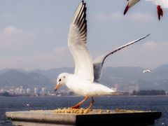 -海埂大坝