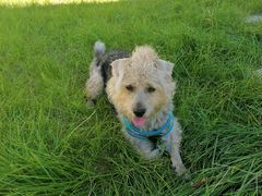 -宠福鑫康馨动物医院·骨科·眼科