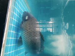 -域乐楼清真饭庄(华北路店)