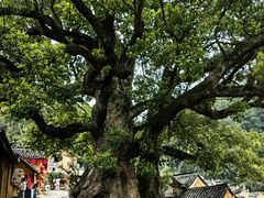 -杨家堂村