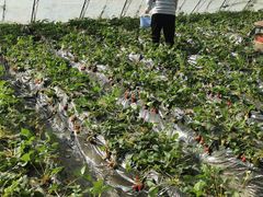 -昌平兴寿秀秀草莓采摘园