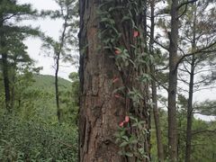 -缥缈峰景区