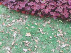 -汉堡王(金鹰天地广场店)