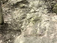 -午潮山国家森林公园