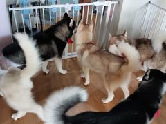 -Husky Go! 哈士奇体验馆·宠物咖啡厅狗咖