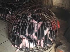 -黄记四更烤乳猪店