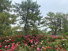 -北坞公园