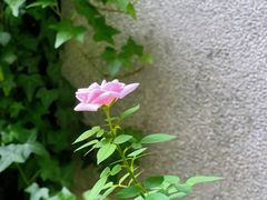 -杭州新新饭店·1913餐厅