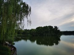 -大兴滨河森林公园