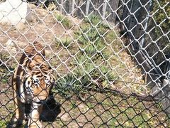 老虎-西安秦岭野生动物园