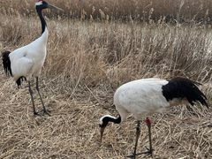 -盐城丹顶鹤湿地生态旅游区