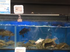 水产区-盒马鲜生(皇庭广场店)