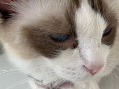 -怪兽屋·羊驼·猫咖·狗咖(俊华广场店)