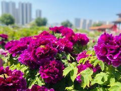 -曹州百花园