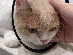 -艾吉宠物医院·疑难杂症转诊中心·猫友好(碧江路院)