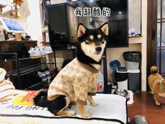 -逗柴咖啡屋·狗咖猫咖宠物桌游