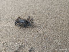 -三亚亚龙湾金棕榈度假酒店