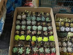 -曲阳花鸟市场(曲阳路店)