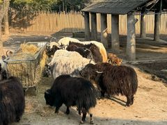 -上海野生动物园